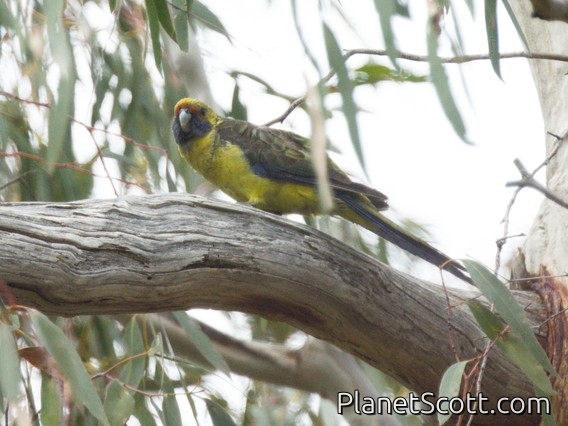 Green Rosella (Platycercus caledonicus)