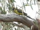 Green Rosella (Platycercus caledonicus)