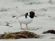 Hooded Plover (Thinornis cucullatus)
