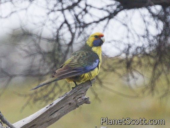 Green Rosella (Platycercus caledonicus)