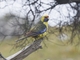 Green Rosella (Platycercus caledonicus)