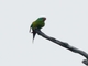 Swift Parrot (Lathamus discolor)