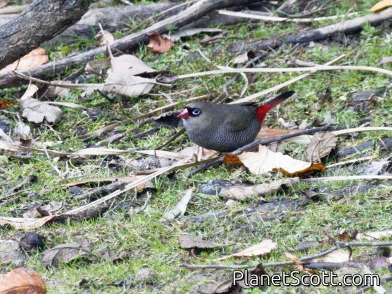 Beautiful Firetail (Stagonopleura bella)