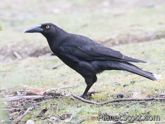 Black Currawong (Strepera fuliginosa)