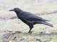 Black Currawong (Strepera fuliginosa)