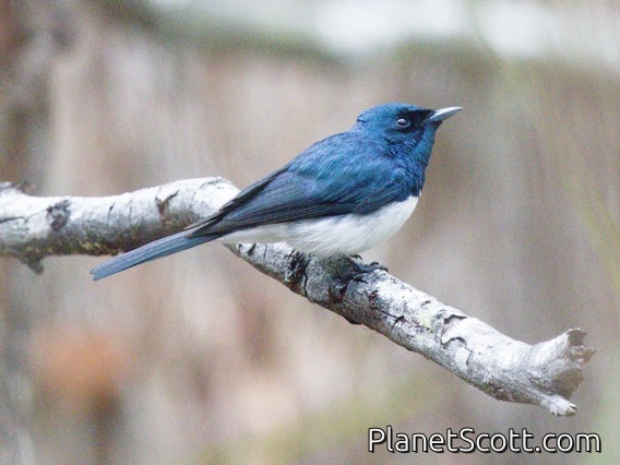 Satin Flycatcher (Myiagra cyanoleuca)