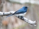 Satin Flycatcher (Myiagra cyanoleuca)