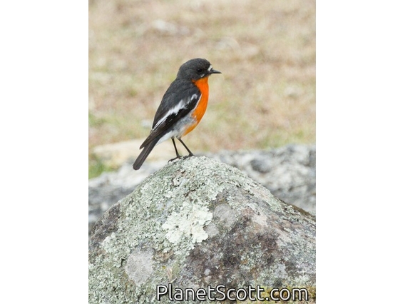 Flame Robin (Petroica phoenicea)
