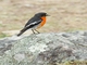 Flame Robin (Petroica phoenicea)