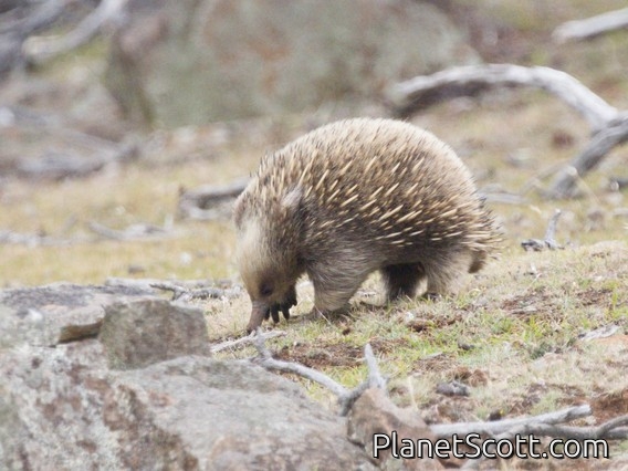 Short-beaked Echidna (Tachyglossus aculeatus)