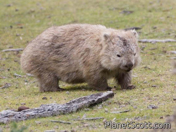 Bare-nosed Wombat (Vombatus ursinus)