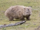 Bare-nosed Wombat (Vombatus ursinus)