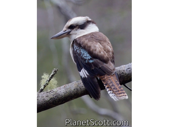 Laughing Kookaburra (Dacelo novaeguineae)