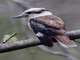 Laughing Kookaburra (Dacelo novaeguineae)