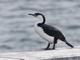 Black-faced Cormorant (Phalacrocorax fuscescens)