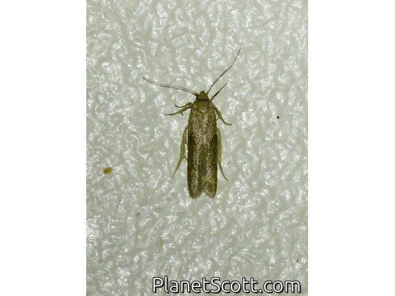 Blastobasid Moth (Blastobasis sp)