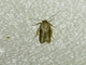 Blastobasid Moth (Blastobasis sp)