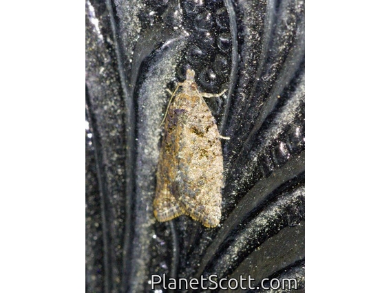 Tortricid Leafroller Moth (Capua sp)