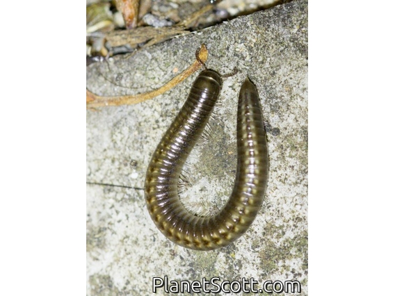 Portuguese Millipede (Ommatoiulus moreleti)