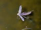 Mosquito (Aedes sp)