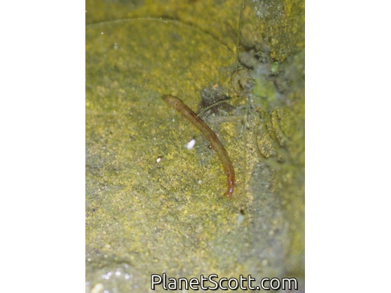 Mosquito (Aedes sp) - Larval Stage