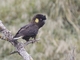 Yellow-tailed Black-Cockatoo (Zanda funerea)