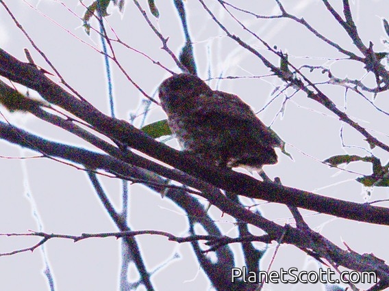 Tasmanian Boobook (Ninox leucopsis)