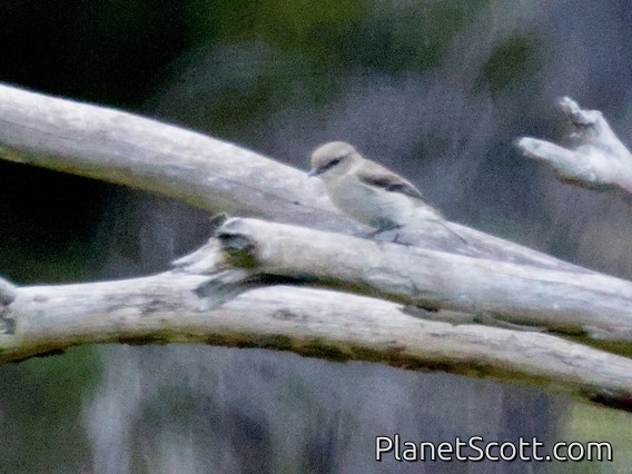 Dusky Robin (Melanodryas vittata)