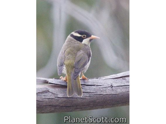 Strong-billed Honeyeater (Melithreptus validirostris) - Juvenile
