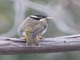 Strong-billed Honeyeater (Melithreptus validirostris) - Juvenile