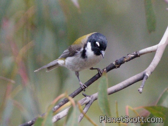 Black-headed Honeyeater (Melithreptus affinis)