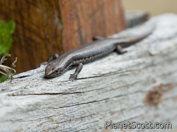 Agile Coolskink (Carinascincus pretiosus)