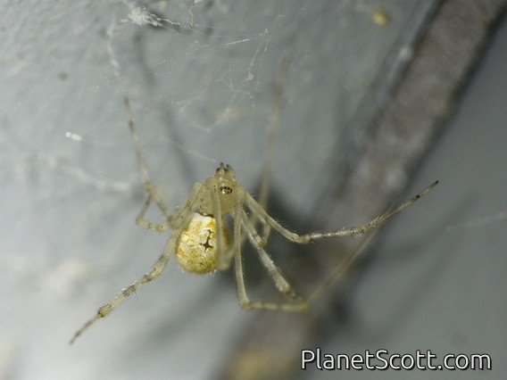 Comb-footed Spider (Cryptachaea sp)