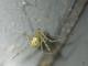 Comb-footed Spider (Cryptachaea sp)