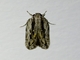 Twirler Moth (Ardozyga enchotypa)
