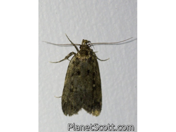 Concealer Moth (Oecophoridae sp)