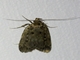 Concealer Moth (Oecophoridae sp)