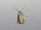 Concealer Moth (Oecophoridae sp)