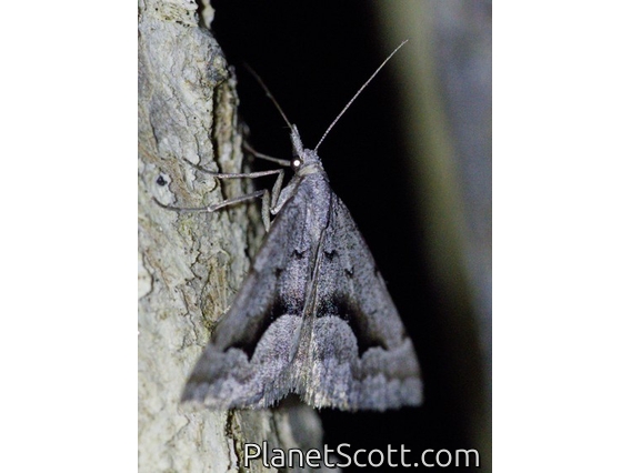 Omega Heath Moth (Dichromodes euscia)