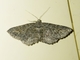 Carpet Moth (Eucymatoge scotodes)