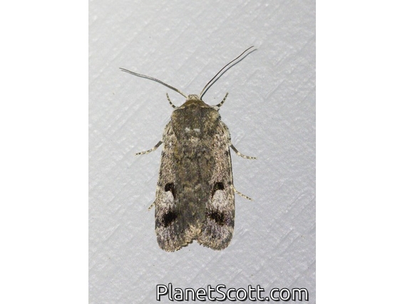 Cutworm Moth (Thoracolopha verecunda)