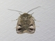 Cutworm Moth (Thoracolopha verecunda)