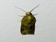 Tortricid Leafroller Moth (Archipini sp)