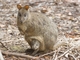 Rufous-bellied Pademelon (Thylogale billardierii)