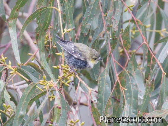 Forty-spotted Pardalote (Pardalotus quadragintus)