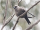 Dusky Woodswallow (Artamus cyanopterus)