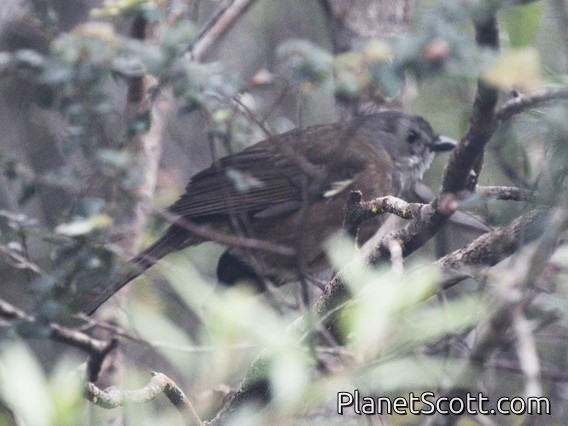 Olive Whistler (Pachycephala olivacea)
