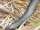 Tiger Snake (Notechis scutatus)