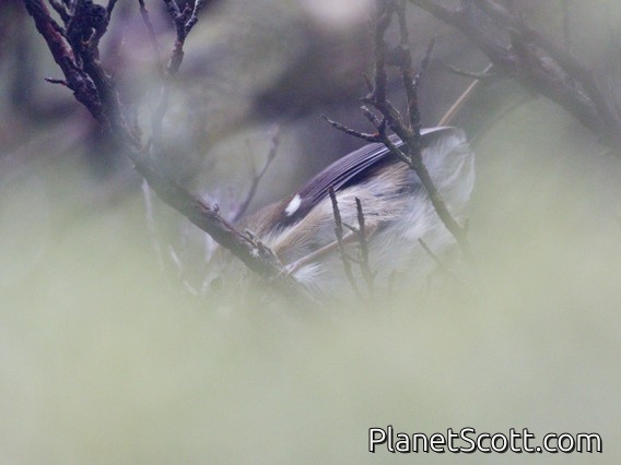 Scrubtit (Acanthornis magna)