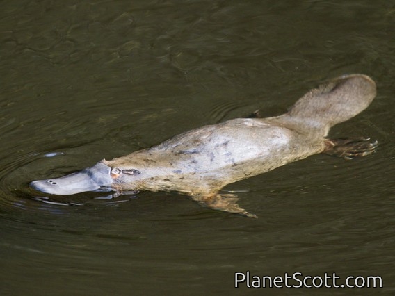 Platypus (Ornithorhynchus anatinus)